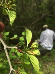 Crataegus suborbiculata