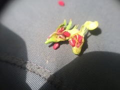 Crataegus suborbiculata