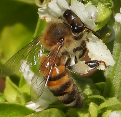 Apis mellifera