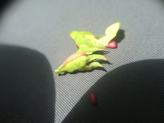 Crataegus suborbiculata