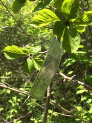 Crataegus suborbiculata