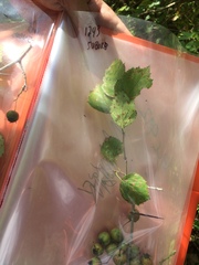 Crataegus suborbiculata