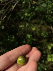 Crataegus suborbiculata