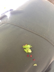 Crataegus suborbiculata