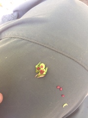 Crataegus suborbiculata