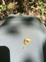 Crataegus suborbiculata