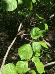 Crataegus suborbiculata