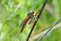 Echthistus rufinervis