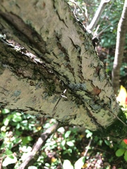 Crataegus suborbiculata