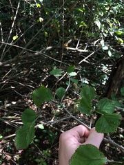Crataegus suborbiculata