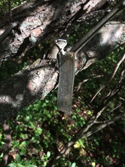 Crataegus suborbiculata