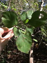 Crataegus suborbiculata