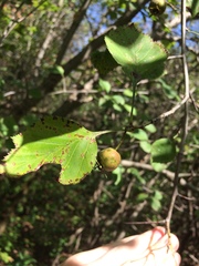 Crataegus suborbiculata