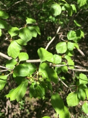 Crataegus suborbiculata