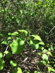 Crataegus suborbiculata