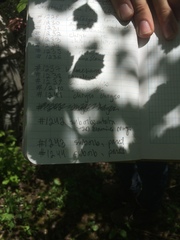 Crataegus suborbiculata