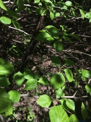 Crataegus suborbiculata