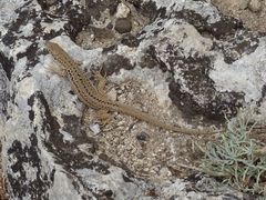 Podarcis siculus