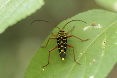 Megacyllene proxima