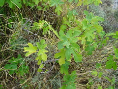Ficus carica