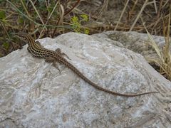 Podarcis siculus