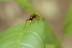 Megacyllene proxima