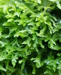 Metzgeria consanguinea