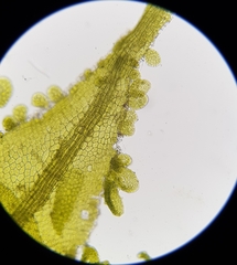 Metzgeria consanguinea