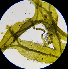 Metzgeria consanguinea