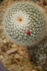 Mammillaria albilanata tegelbergiana