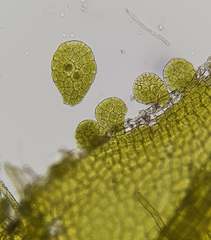 Metzgeria consanguinea
