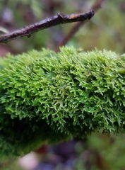 Metzgeria consanguinea