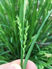 Carex laxiflora