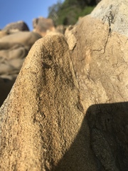 Endeodes collaris