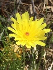 Malacothrix glabrata