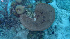 Ircinia campana