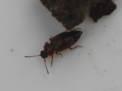 Anthobium atrocephalum
