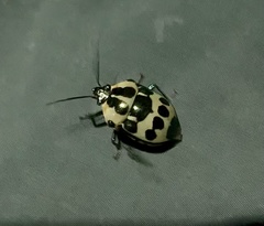 Augocoris