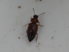 Anthobium atrocephalum