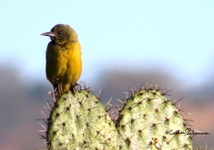 Icterus parisorum