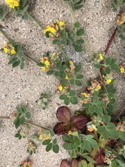 Acmispon heermannii orbicularis