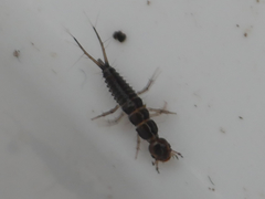 Nebriinae