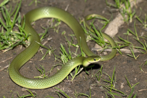 Smooth Greensnake