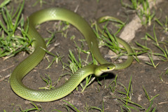 Smooth Green Snake photo 2