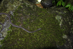 Xenodermus javanicus