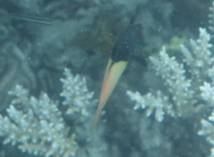 Bodianus mesothorax
