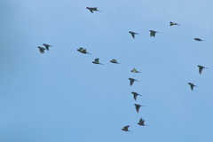 Psittacara holochlorus