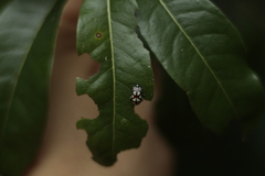 Omophoita magniguttis