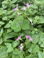 Oxalis debilis