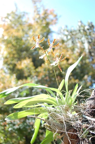 Oncidium laeve, photograph 2